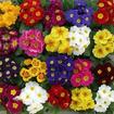 Продажа цветов к 8 марта примула, пеларгония, бальзамин 044 227-30-95
