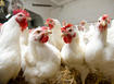 Курица остается самым дешевым мясом: цены в 1,7 раза меньше, чем на свинину — Институт аграрной экономики