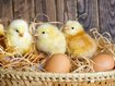 МХП Косюка на четверть увеличил производство курятины