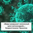 «Вирус разрушает жизненный цикл митохондрий»,  - биорентгенолог Прокопов 