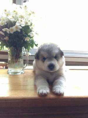 Аляскинский маламут