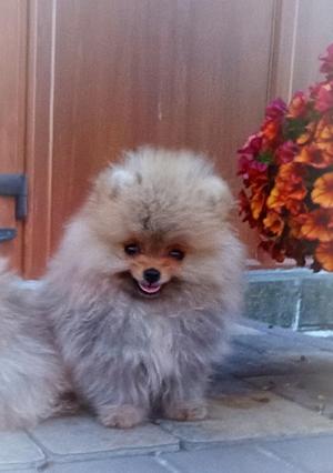 Померанский шпиц мини — элитные щенки из профессионального питомника