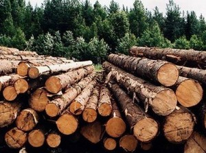Українською універсальною біржею 15 травня 2018 року успішно проведено аукціон з продажу необробленої деревини