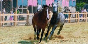 Породистых лошадей со всего мира покажут в «Парке Киевская Русь»