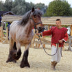 Породистых лошадей со всего мира показали в «Парке Киевская Русь»