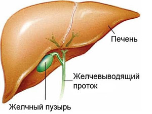 Желчный пузырь: с ним и без него