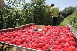 На переработку ягод и овощей ищем бригаду 10 чел 