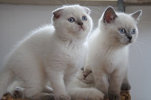 Scottish fold и Scottish straight (Шотландские котята)