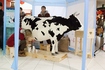 Корова,  которая зимой дает пломбир накормит пять городов Украины  