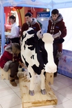 Чудо-корова накормит пломбиром жителей Днепропетровска 