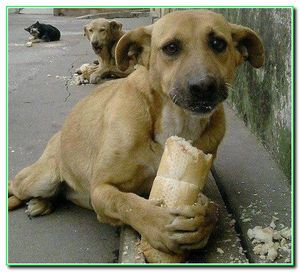 У Черкасах з’явиться Програма поводження із безпритульними тваринами