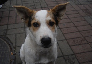 У Ватутіному розпочали вакцинувати проти сказу та стерилізувати безпритульних тварин 