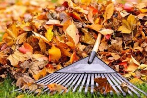 Степанецька ОТГ стимулює людей компостувати листя,  а не палити