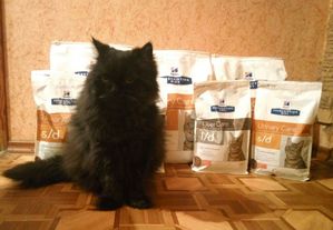 До Всесвітнього дня котів черкаська ІТ-компанія UAPP зібрала кошти для бездомних котиків
