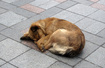 У Черкасах затвердили програму,  що упередить появу на вулицях міста понад 7 тисяч безпритульних тварин