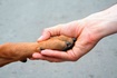 Мешканці Золотоноші «всім миром» збирають кошти для своїх безпритульних тварин
