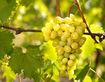 Як черкаським аграріям захистити цього року плодові і виноград?