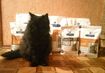 До Всесвітнього дня котів черкаська ІТ-компанія UAPP зібрала кошти для бездомних котиків
