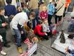 Понад 10 тисяч гривень зібрали черкасці на ліки бездомним котикам