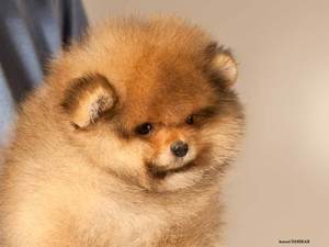 Щенок померанского шпица купить в Днепропетровске