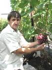 Такому винограднику позаздрив би і Крим