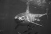 Белые акулы были замечены у крымского побережья