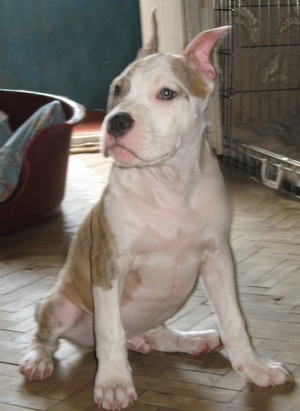 Элитные щенки Американского Стаффоршидского Терьера