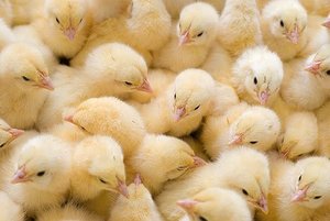Продам цыплят бройлеров (кобб-500) несушки (Ломан Браун) 