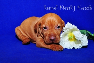 Щенки венгерской легавой(выжлы) ждут Вас.