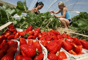 Требуются разнорабочие в Польшу на сбор клубники