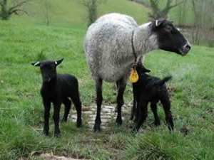 Фермерськое господарство продає ягнята гіссарської і вівці романовської  породи , козлята Заанінской породы 
