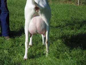 Фермерське господарство продає молоко