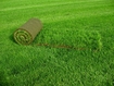 Рулонный газон в Днепропетровске