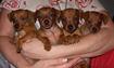 Продам цвергпинчер (миниатюрный пинчер) - щенки